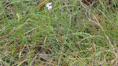 Westringia tenuicaulis
