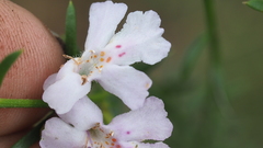Westringia tenuicaulis
