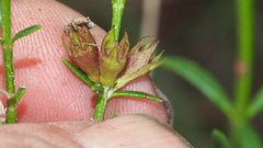 Westringia tenuicaulis
