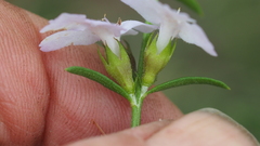 Westringia tenuicaulis