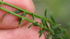 Westringia tenuicaulis