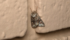 Lacinipolia cuneata