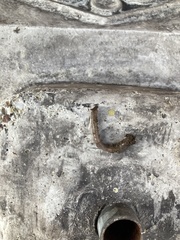 Lumbricus terrestris