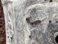 Lumbricus terrestris