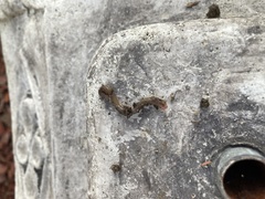 Lumbricus terrestris