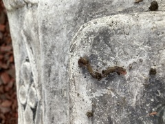 Lumbricus terrestris