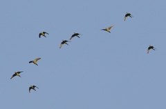 Psittacara holochlorus