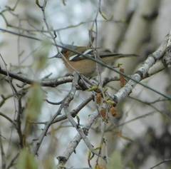 Fringilla coelebs