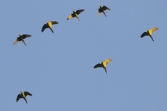 Psittacara holochlorus