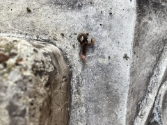 Lumbricus terrestris