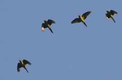 Psittacara holochlorus