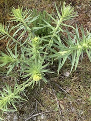Lithospermum ruderale