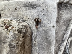 Lumbricus terrestris