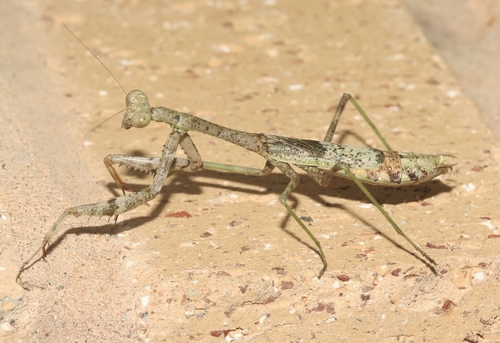 Stagmomantis resacae Anderson, 2021