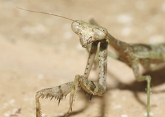 Stagmomantis resacae