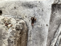 Lumbricus terrestris