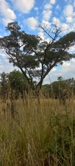Burkea africana
