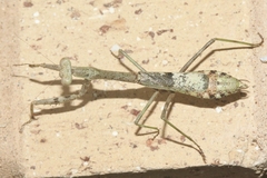 Stagmomantis resacae