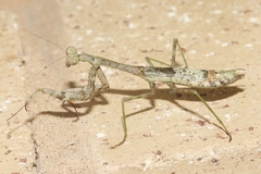 Stagmomantis resacae