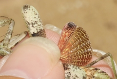 Stagmomantis resacae