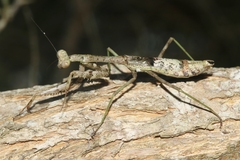 Stagmomantis resacae