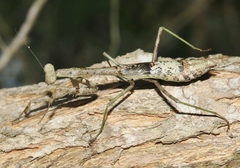 Stagmomantis resacae