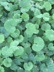 Glechoma hederacea