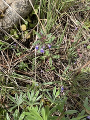 Collinsia parviflora