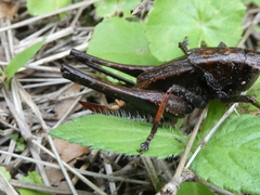 Sphyrometopa femorata
