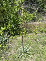 Yucca pallida
