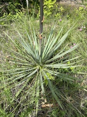 Yucca pallida