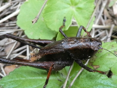 Sphyrometopa femorata