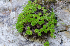 Saxifraga losae