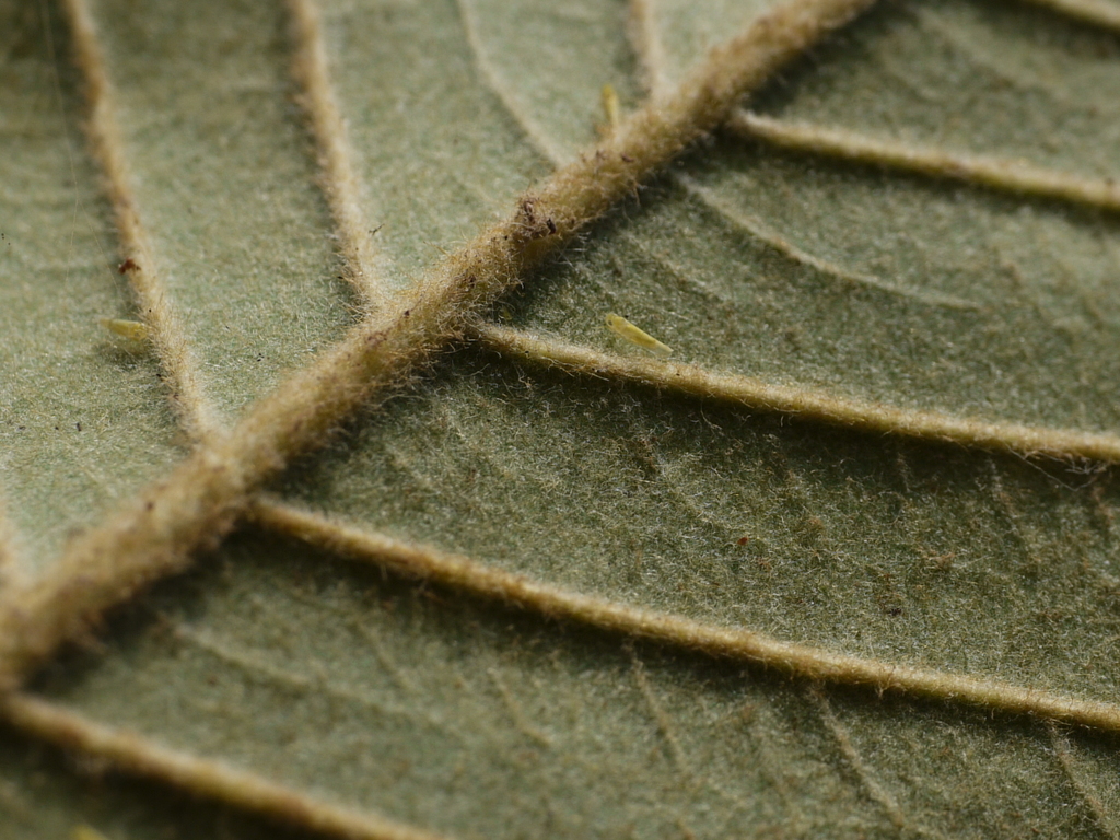Đa lông – Ficus drupacea