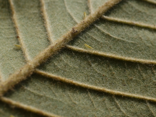 Brown-woolly fig (Ficus drupacea)