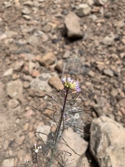 Boechera centrifendleri