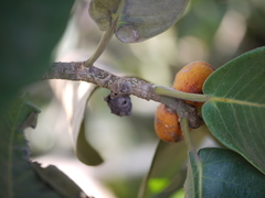 Ficus drupacea