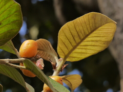 Ficus drupacea