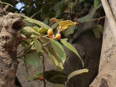 Ficus drupacea