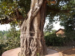 Ficus drupacea