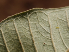 Ficus drupacea