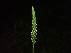 Goodyera procera