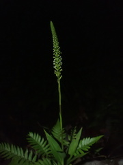 Goodyera procera