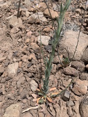 Boechera centrifendleri