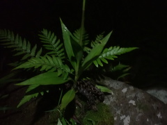 Goodyera procera