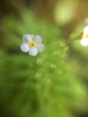 Trigonotis formosana elevatovenosa