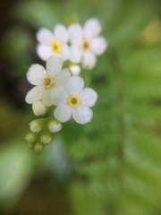 Trigonotis formosana elevatovenosa