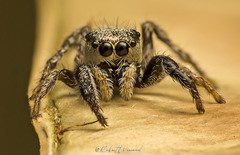 Pellenes bulawayoensis