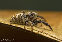 Pellenes bulawayoensis