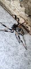 Nephilingis cruentata